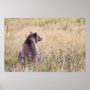 Póster EUA, Wyoming, Parque Nacional de Yellowstone, Urso