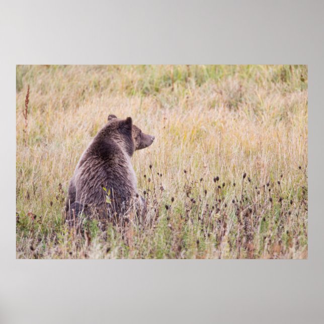 Póster EUA, Wyoming, Parque Nacional de Yellowstone, Urso (Frente)
