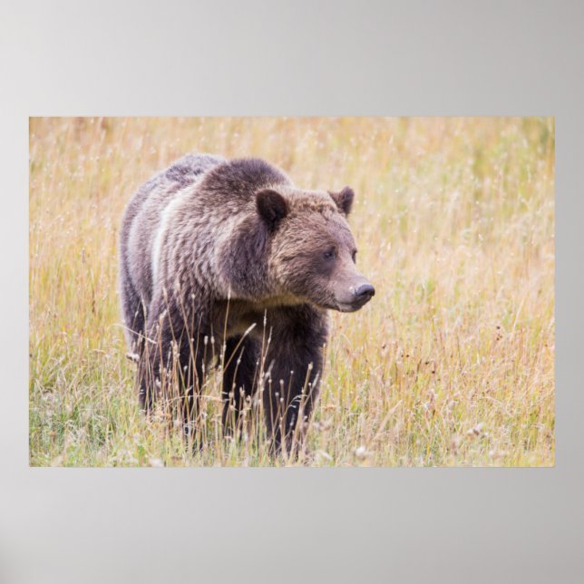 Póster EUA, Wyoming, Parque Nacional de Yellowstone, Urso (Frente)
