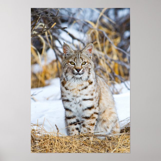 Poster EUA, Wyoming, Retrato de Bobcat sentado (Frente)
