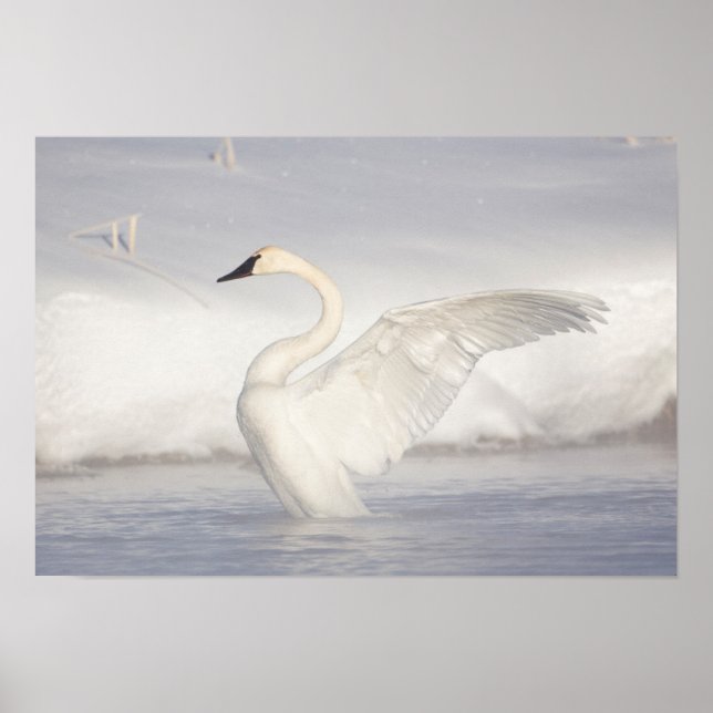 Poster EUA, Wyoming, Trompeter Swan estende asas (Frente)