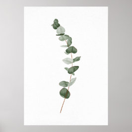 Poster Eucalyptus Branch