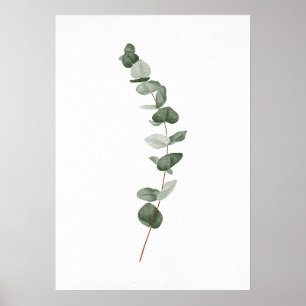 Poster Eucalyptus Branch