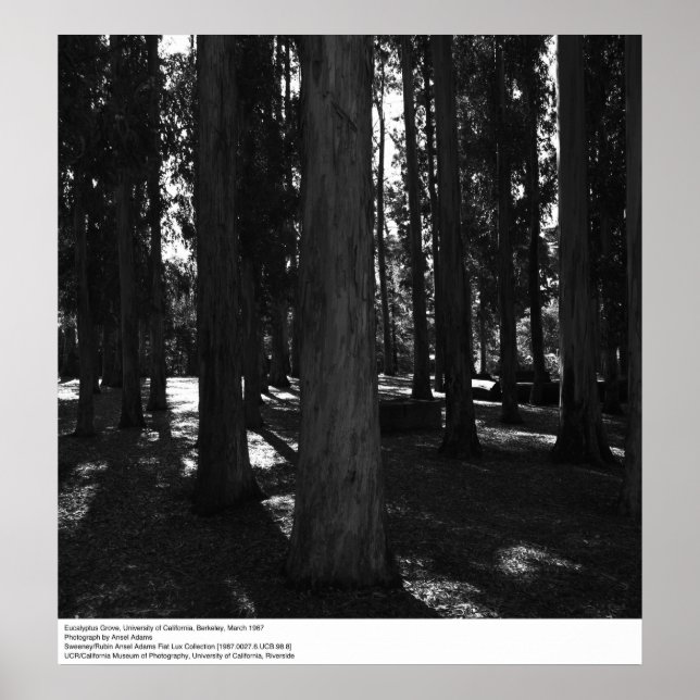 Póster Eucalyptus Grove, UC Berkeley, 1967 (Frente)