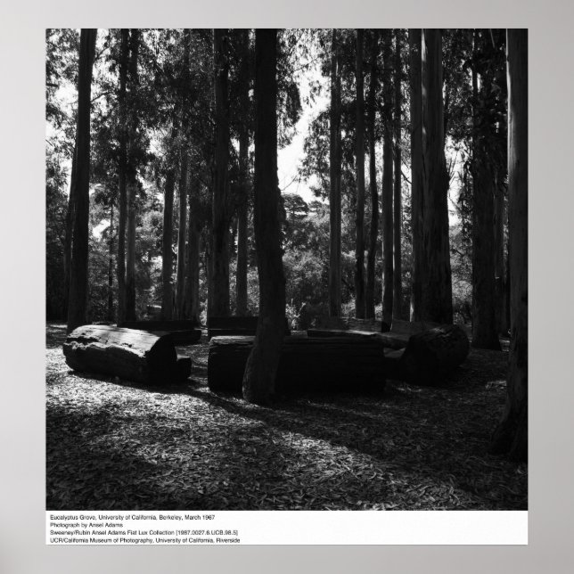 Póster Eucalyptus Grove, UC Berkeley, 1967 (Frente)