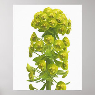 Poster Eufórbio