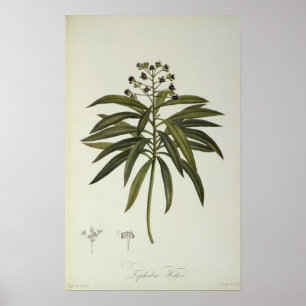 Poster Eufórbio Mellifera