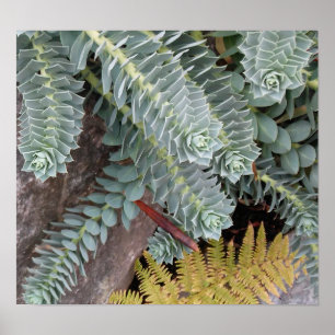 Póster Eufórbio Myrsinites (Myrtle Spurge)