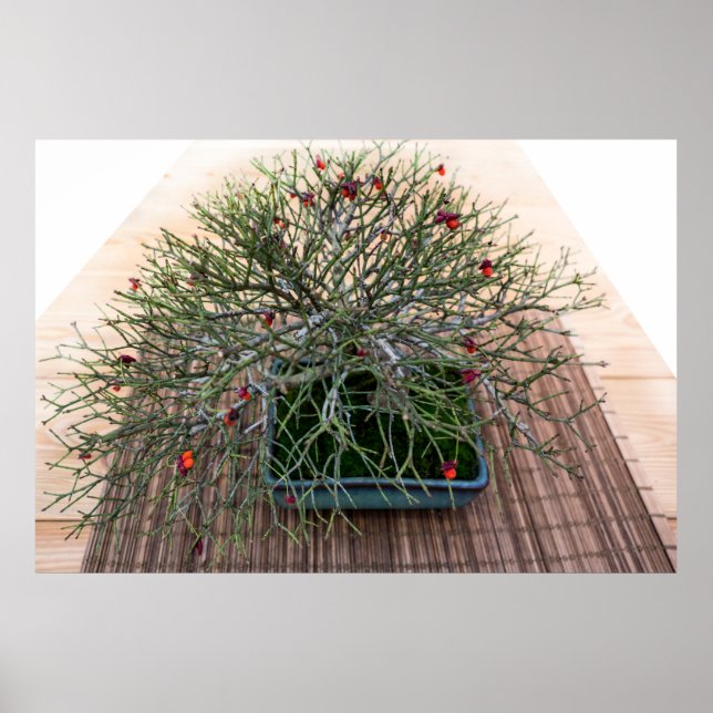 Poster Euonymus Japonicus Bonsai Tree Photo (Frente)