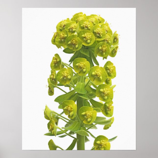 Poster Euphorbia (Frente)