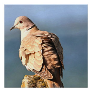 Póster Eurasian Collared Dove Wildlife Art