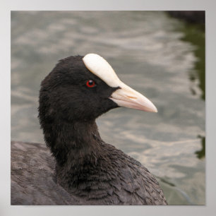 Poster Eurasian coot's portrait