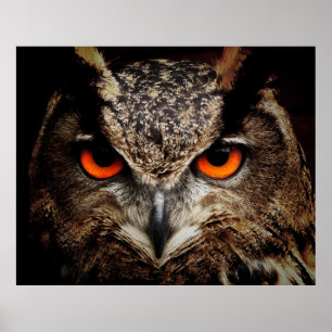 Poster Eurasian Eagle-Owl