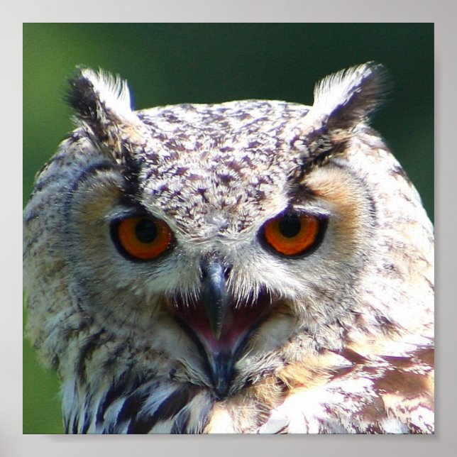Poster Eurasian Eagle-owl (Frente)