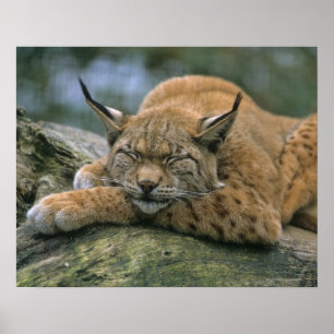 Poster Europ�_ischer Luchs, Eurasischer Luchs (lince