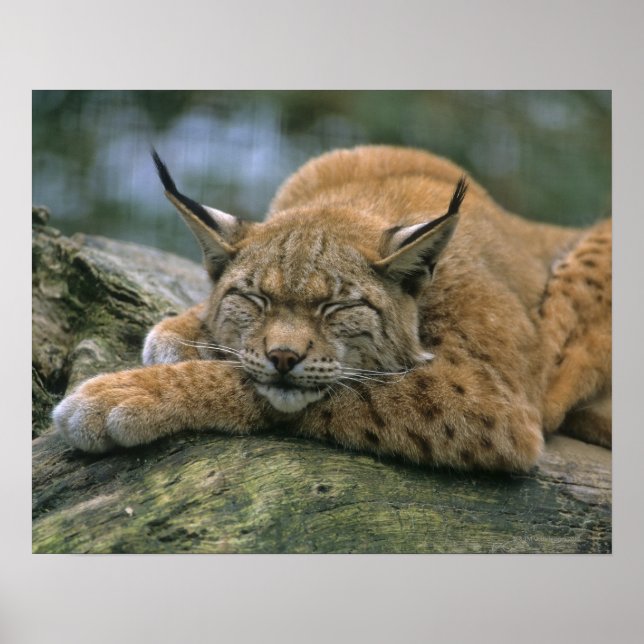 Poster Europ �_ischer Luchs, Eurasischer Luchs (Lynx (Frente)