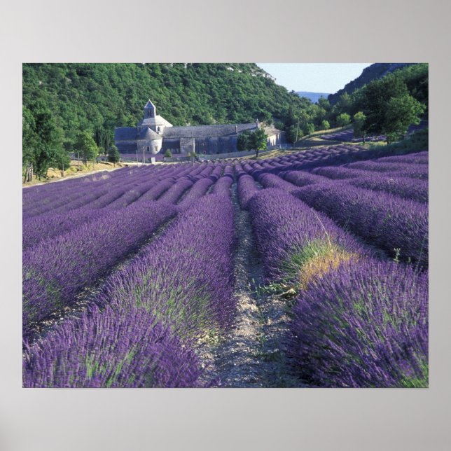 Póster Europa, França, Provença. Campos de lavanda (Frente)