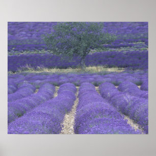 Póster Europa, França, Provença, Sault, campos de Lavan