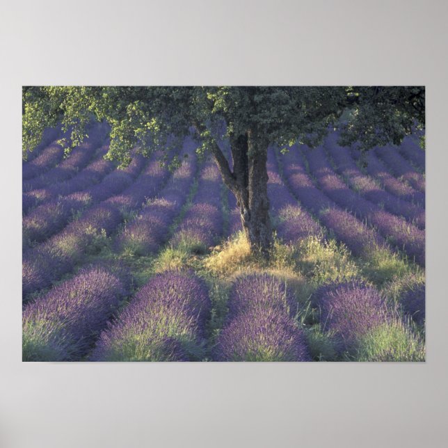 Póster Europa, França, Proveniência, Sault, Lavanda (Frente)