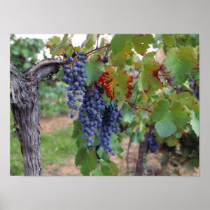 Poster Europa, França, Roussillon. Vineyards, com