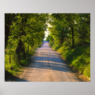 Póster Europa, Itália, Toscana, estrada arborizada