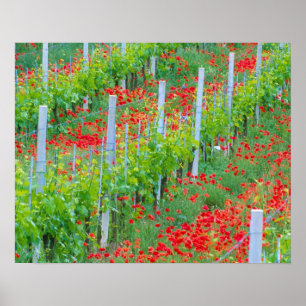 Poster Europa, Itália, Toscana. Papoulas vermelhas colori