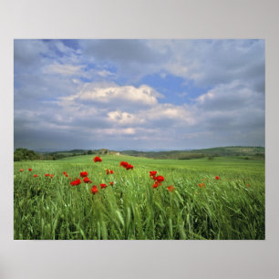 Póster Europa, Toscana, Poggiolo. Papoilas vermelhas