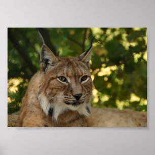 Póster European Lynx