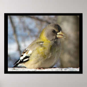 Póster Evening Grosbeak