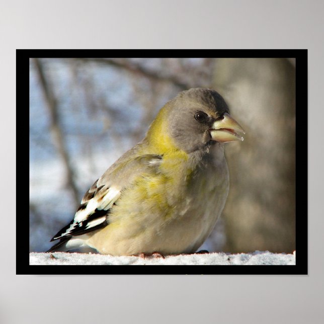 Póster Evening Grosbeak (Frente)