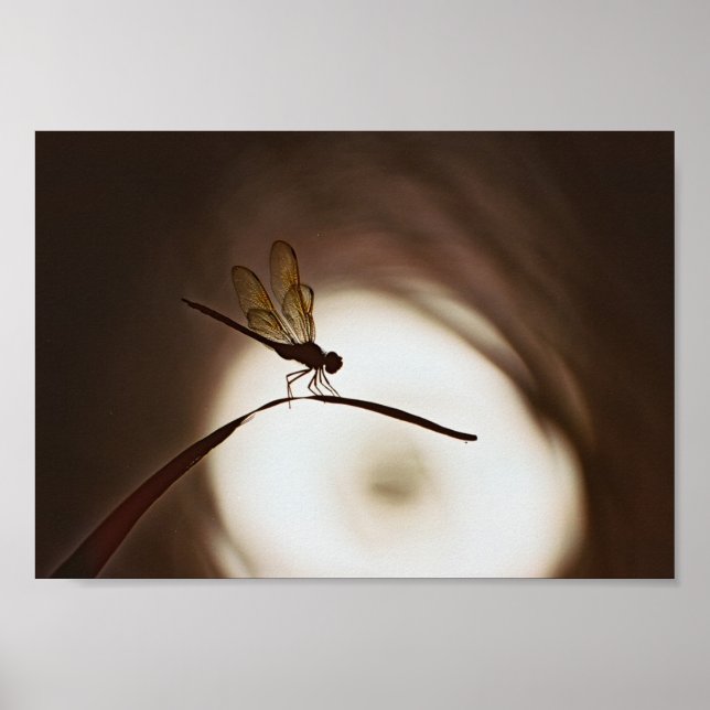 Póster Everglades Dragonfly (Frente)