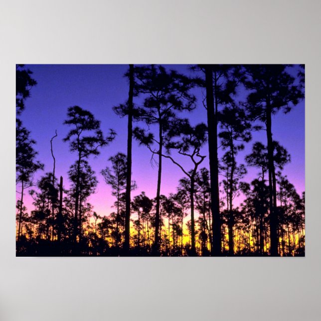 Poster Everglades National Park, Pinelands Area, Flórida (Frente)