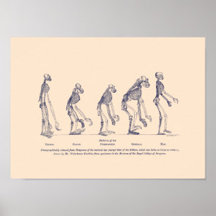 Poster Evidência a respeito do lugar do homem na naturez