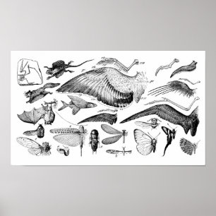 Póster Evolução do vôo