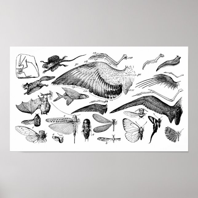 Póster Evolução do voo (Frente)