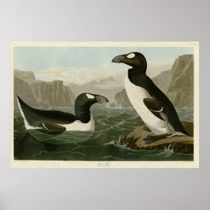 Poster Excelente Auk - Aves da América de John James Audu