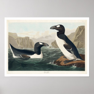 Poster Excelente Auk por Audubon