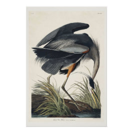 Póster Excelente azul Heron