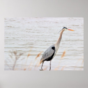 Poster Excelente Azul Heron