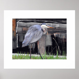 Póster Excelente Azul Heron Aguardando