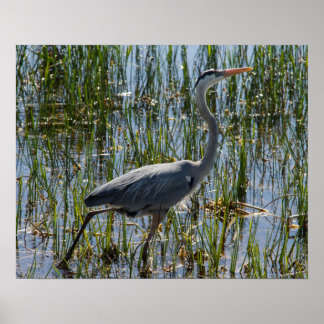 Póster Excelente Azul Heron Bird Marsh Closeup