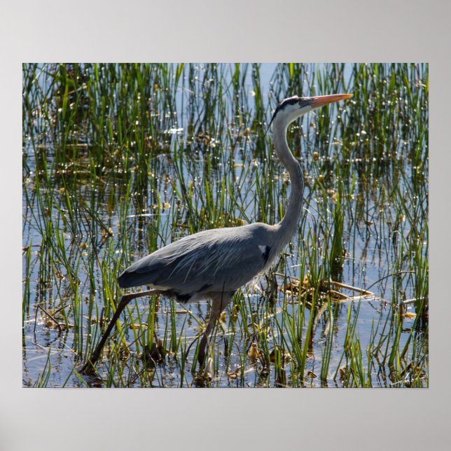 Póster Excelente Azul Heron Bird Marsh Closeup (Frente)