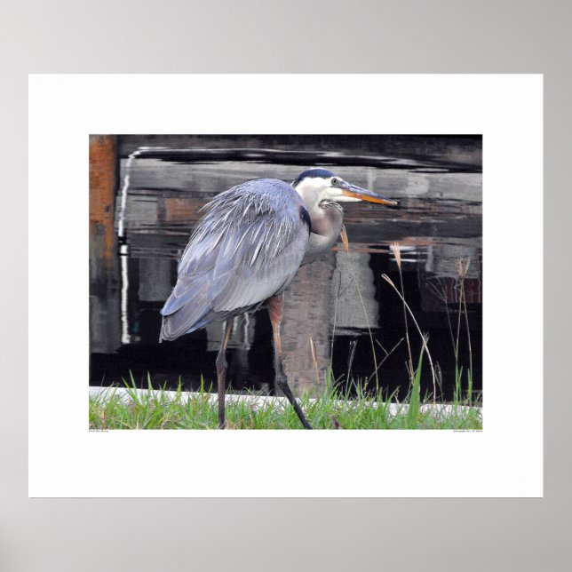 Póster Excelente Azul Heron Esperando (Frente)