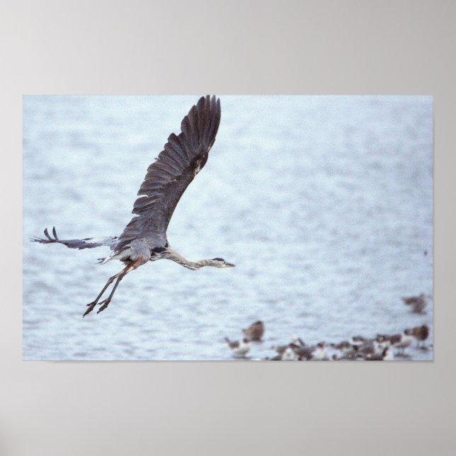 Poster excelente Azul Heron Voador (Frente)