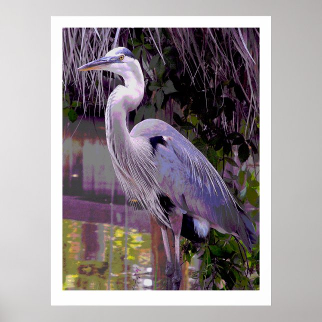 Poster Excelente Blue Heron (Frente)