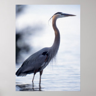 Póster Excelente Blue Heron