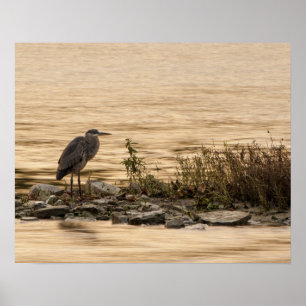 Póster Excelente Blue Heron