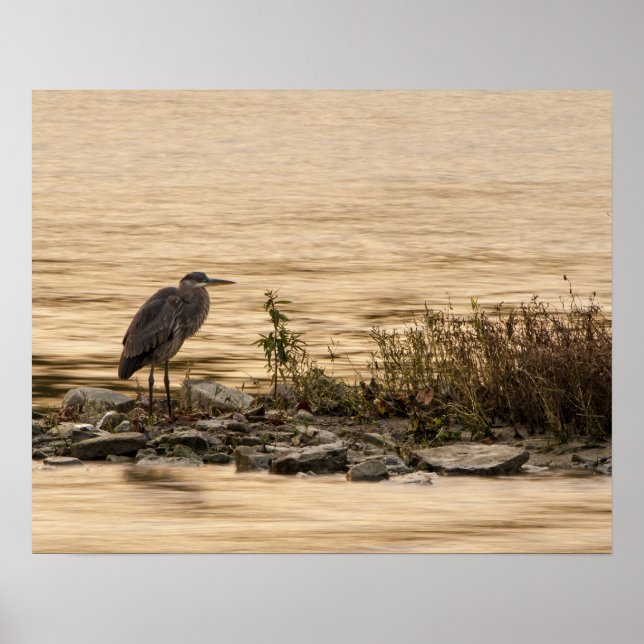 Póster Excelente Blue Heron (Frente)