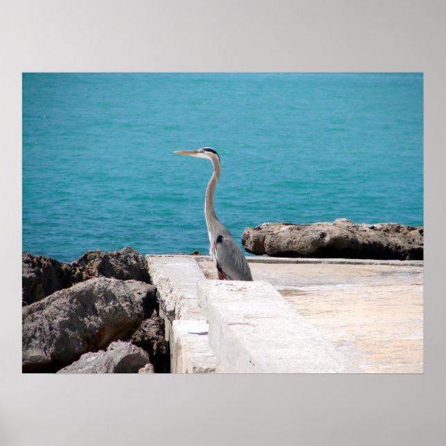 Póster Excelente Blue Heron (Frente)