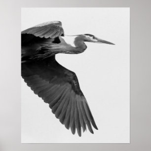 Poster Excelente Blue Heron Crop preto e branco